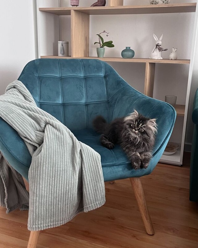 Picture of Melo Rounded Armchair – Soft Upholstery & Wooden Legs